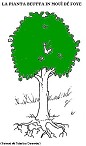 Visualizza immagine vita albero 6