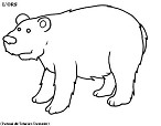 Visualizza immagine orso