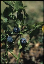 brouvaquira (la plante) (fonds : Poletti)