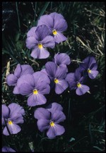 violetta de montagne (fondo: Poletti)