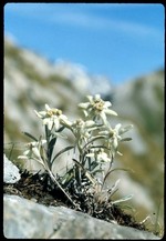 fiour alpina (fonds : Poletti)