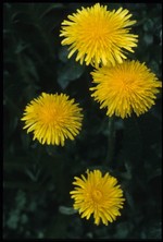 virasoloi (la fleur) (fonds : Poletti)