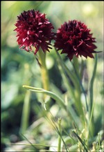 fleur de l'épremoù (fonds : Poletti)