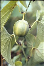 madourèye (la plante) (fonds : Poletti)