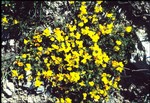 fleur di djablo (fonds : Poletti)
