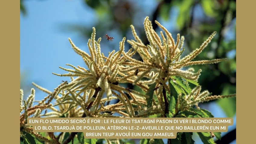 Eun flo umiddo secró é for : le fleur di tsatagnì pason di ver i blondo comme lo blo, tsardjà de polleun, atèrion le-z-aveuille que no baillerén eun mi breun teup avouì eun gou amaeus.