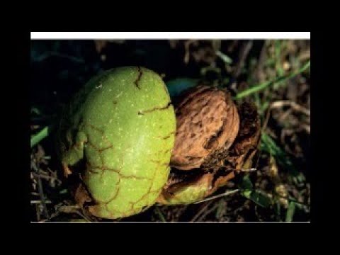 Alimentation paysanne en Vallée d'Aoste- L'ouiillo de gnoué